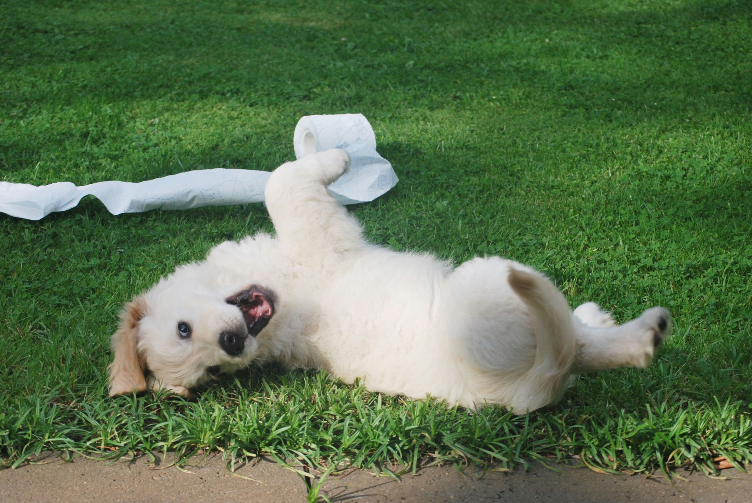 female dog names