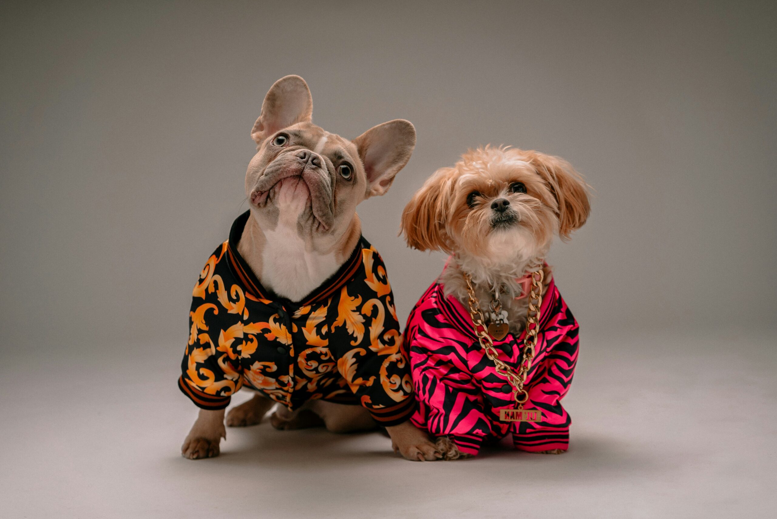 unique dogs