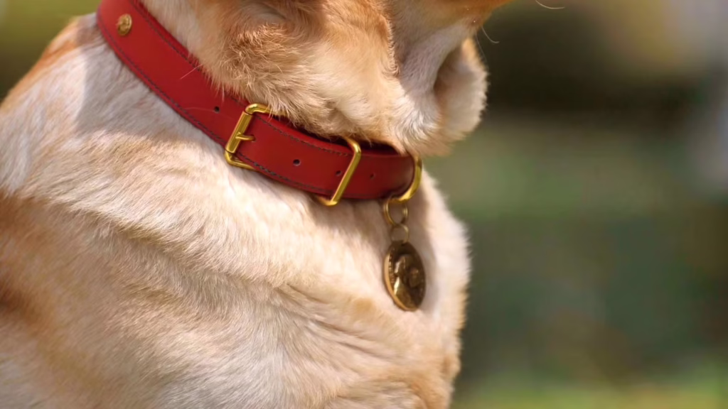 dog tag